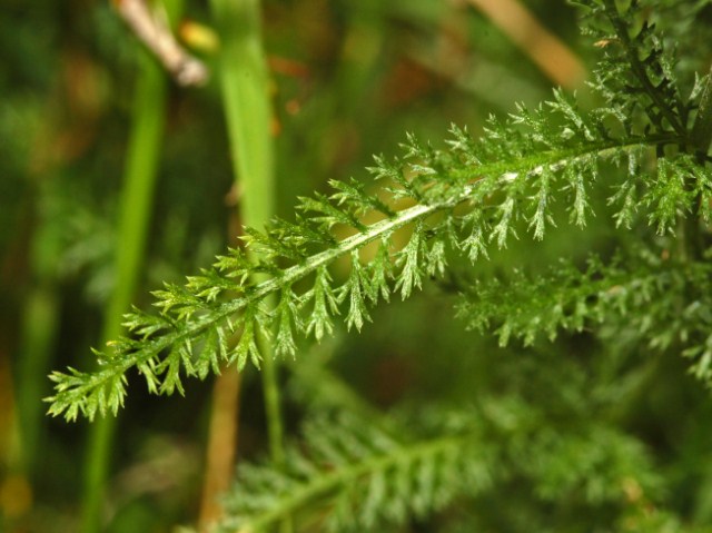 Achillea millefolium / Millefoglio comune